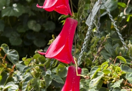 IMG_5668-Tuebingen-Botanischer-Garten