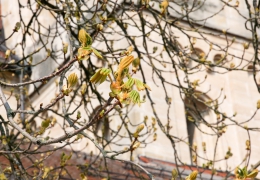 Ellwangen-8296