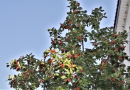 Gedenkfahrt-2019-5